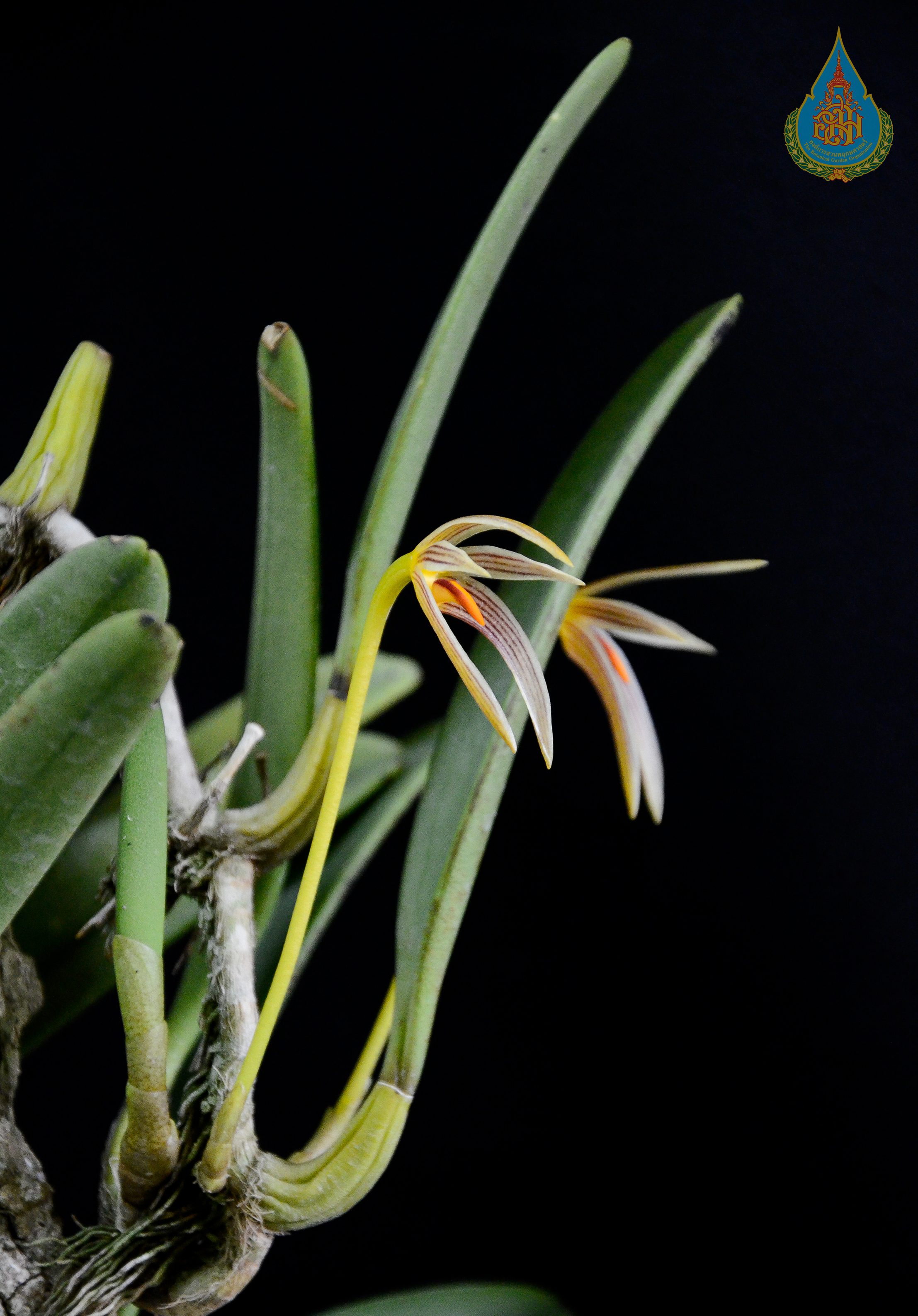 สิงโตประหลาด Bulbophyllum affine Wall. ex Lindl.<br/>ORCHIDACEAE